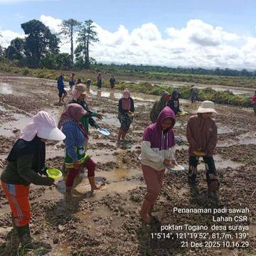 Program Cetak Sawah Buol Perkuat Ketahanan Pangan Daerah