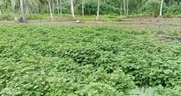 Tanaman Nilam, Hidupkan Ekonomi Warga Kecamatan Lakea Buol.