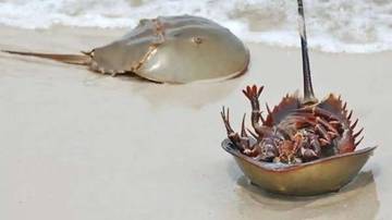 Buol Perkuat Perlindungan Kepiting Tapal Kuda Langka