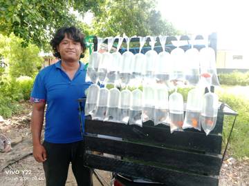 Peluang Usaha Ikan Hias di Maluku Tenggara