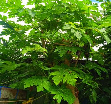 Cara Menghilangkan Rasa Pahit Pada Sayuran Daun Pepaya