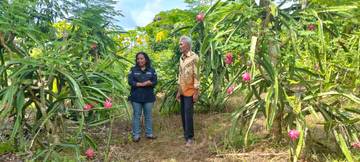 Buah Naga Sebagai Peluang Usaha Warga Abean 