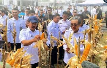 Menteri Imipas Ikut Panen Raya Dukung Ketahanan Pangan  Nasional