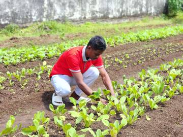 Warga Binaan Lapas Tual Sukses Kelola Kebun Produktif