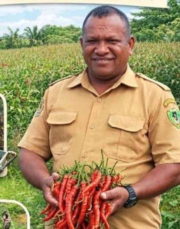 Panduan Sukses Budidaya Cabe Keriting