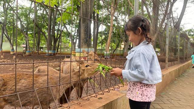 Taman Kapur Destinasi Edukasi beri Makan Rusa