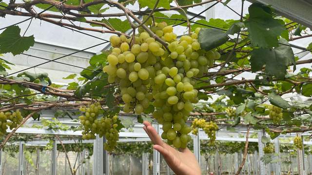 Agrowisata Kebun Anggur Bojonegoro Miliki Berbagai Jenis Varietas