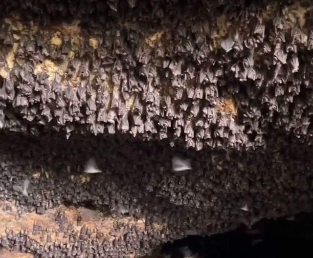 Virus Nipah, Wisata Goa Ngerong Diminta Jaga Kebersihan