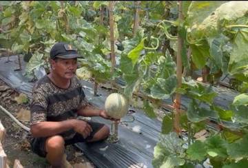 Petik Melon, Destinasi Segar di Tengah Kota Tuban