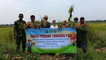 KDMP Plosowahyu Panen Raya, Wujud Nyata Ketahanan Pangan