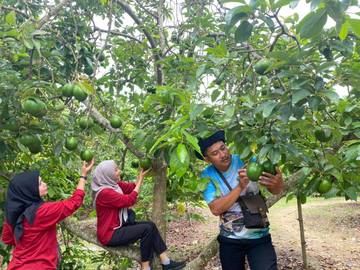 Destinasi Kebun Alpukat, Bertamasya Sambil Petik Buah Segar