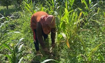 Gagal Panen, Petani Tuban Keluhkan Kelangkaan Pupuk
