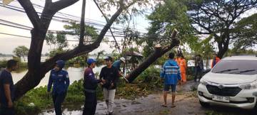 Badai Angin, Empat Pohon Tumbang, Lalin Lamongan Tersendat