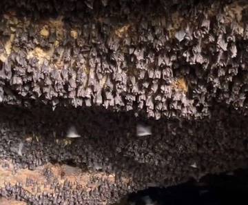 Virus Nipah, Wisata Goa Ngerong Diminta Jaga Kebersihan