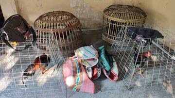 Polres Lamongan Gerebek Praktik Sabung Ayam di Moropelang