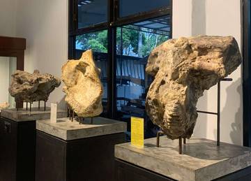 Wisata Museum Rajekwesi Bojonegoro Suguhkan Sejarah Kuno