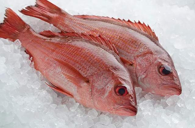 Indonesian Snapper Fish in High Demand in the U.S., Here Are Its Health ...