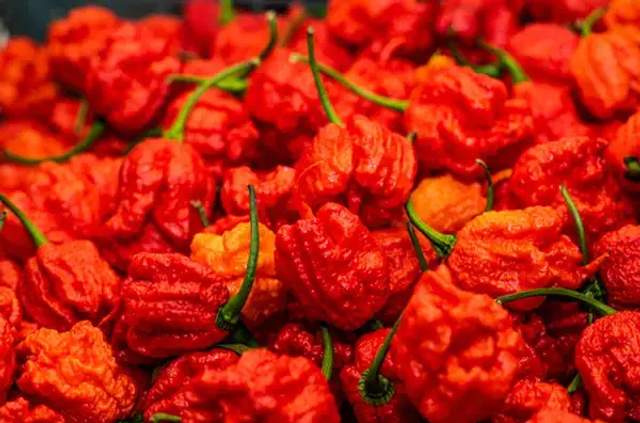 Carolina Reaper, Cabai Terpedas yang Bikin Penasaran