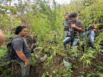 Polres Jayawijaya Amankan Dua  Pelaku Curanmor dan Tanaman Ganja