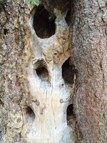 Apa itu Fenomena Pareidolia, Berikut Ini Penjelasannya 