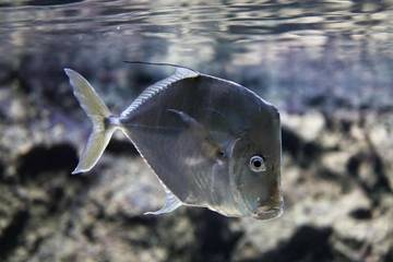 Begini Cara Tidur Ikan Berbeda Dengan Cara Tidur Manusia