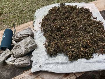 Pionus Gwijangge, Merupakan Sindikat Pengedar Ganja Disita