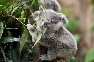 Koala Menggunakan Hidung Mereka Untuk Menemukan Sekutu