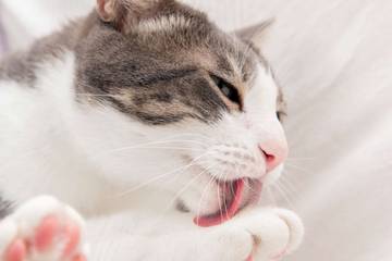 Mengapa Kucing Menjilat?