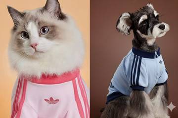 Adidas Luncurkan Fashion Musim Gugur untuk Hewan Peliharaan