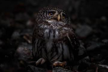 Keunikan Dari Burung Hantu