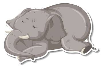 Fakta Unik Tentang Gajah Tidur Dalam Sehari