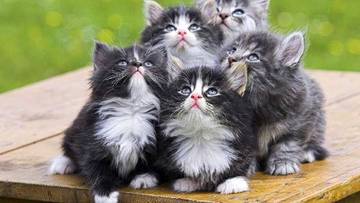 Kucing Berkeringat Melalui Telapak Kakinya