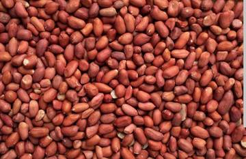 Ini Bahaya Dari Mengkonsumsi Banyak Kacang