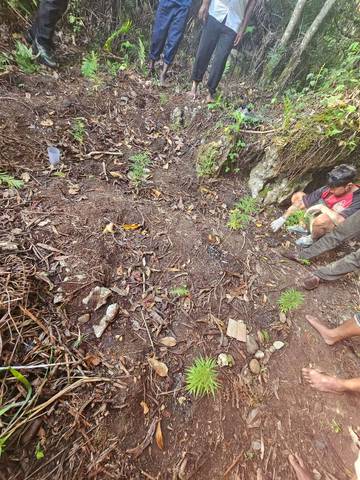 Sebanyak 11 Pohon-Ganja di Wawanca Berhasil Diamankan Polres-Jayawijaya