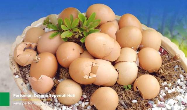 Kombinasi Cangkang Telur dengan Kompos untuk Hasil Optimal