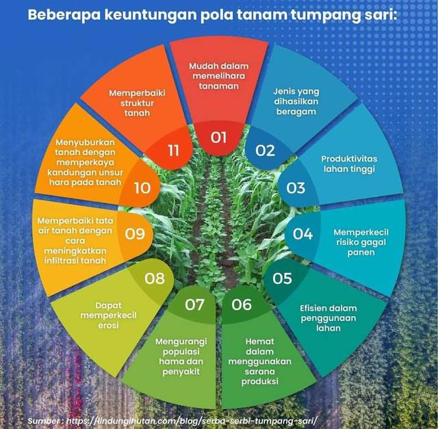 Manfaat Ekologis Pola Tumpang Sari untuk Pertanian Berkelanjutan