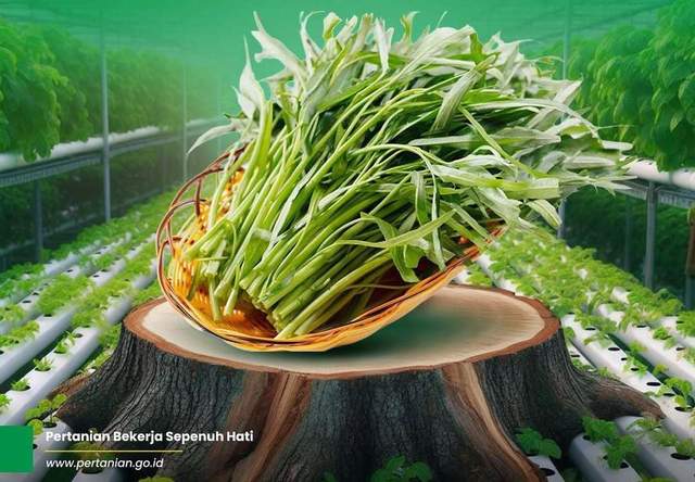 Kementan Rekomendasikan Kangkung untuk Pekarangan