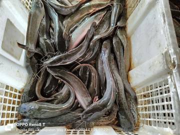 Cara Menghilangkan Bau Amis pada Ikan Lele