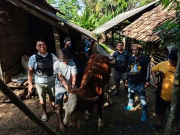 Polisi Ringkus Pelaku Curi Sapi
