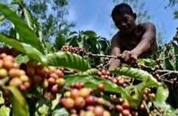 Kopi Way Kanan Dikembangkan Jadi Minuman Kekinian