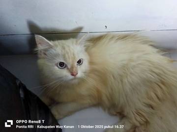 Mitos Menabrak Kucing Saat Berkendara
