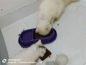 Apakah Bulu Kucing Najis Jika Menempel di Pakaian?
