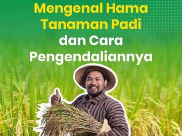 Kementan Bagikan Cara Efektif Kendalikan Hama Tanaman Padi