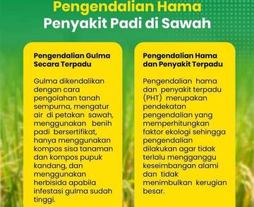 Pengendalian Hama Terpadu sebagai Solusi Atasi Hama Padi