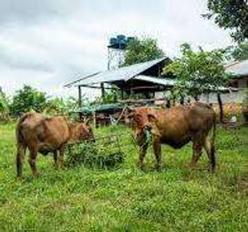 Way Kanan Perkuat Posisi Lumbung Sapi Potong Lampung