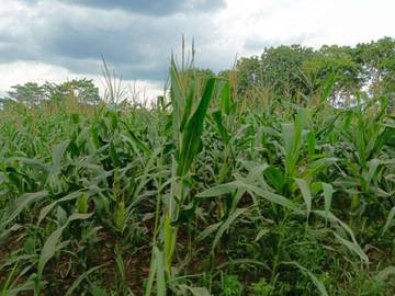 Strategi Petani Merawat Jagung Saat Cuaca Ekstrem