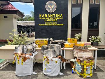 Penyelundupan Satwa Ilegal Digagalkan di Pelabuhan Bakauheni