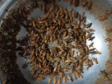 Jangkrik Peluang Usaha dan Sumber Pakan Alternatif