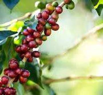 Kopi Robusta Way Kanan Tetap Jadi Andalan Ekonomi 