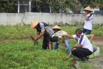 Warga Binaan Lapas Way Kanan Sukses Panen Raya